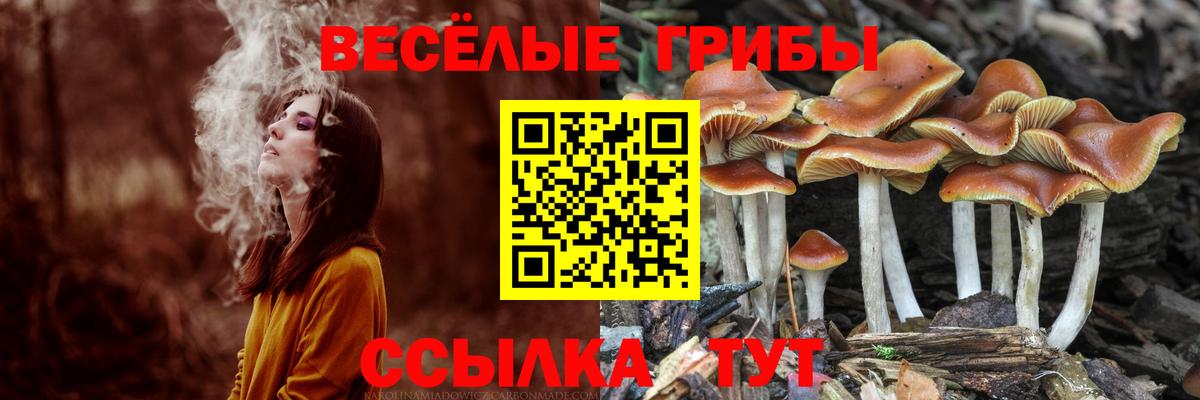 Галлюциногенные грибы Cubensis Рославль